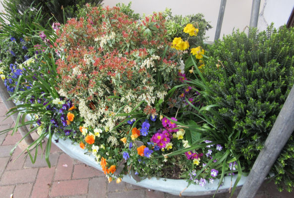 Emsworth In Bloom